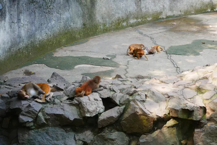 20240928杭州动物园 / P1060285.JPG