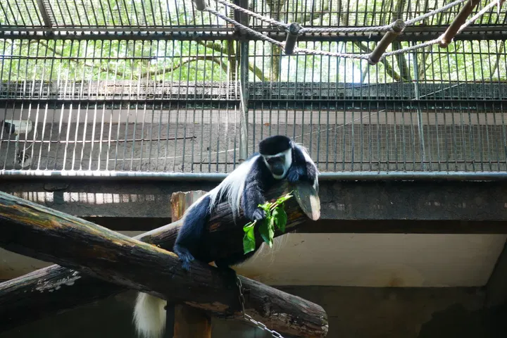 20240928杭州动物园 / P1060306.JPG