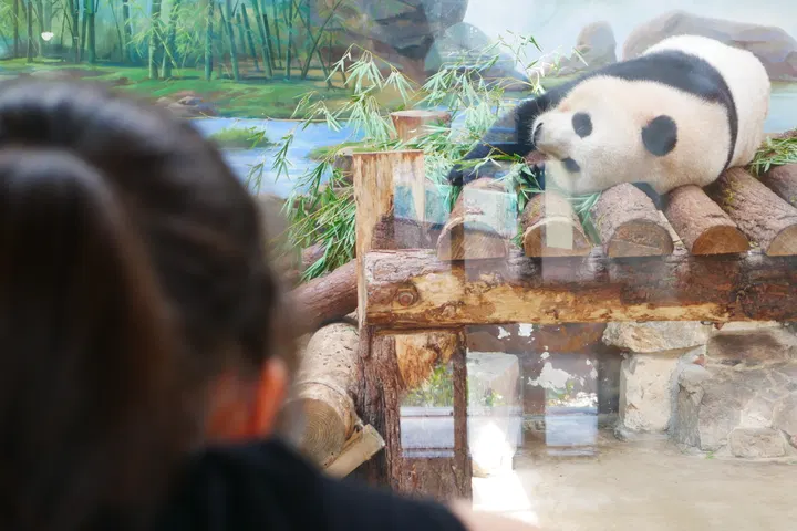 20240928杭州动物园 / P1060369.JPG