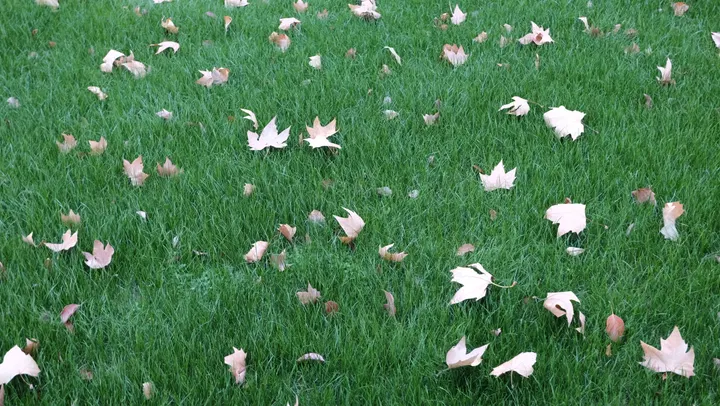 20250830-20251129西湖 / DSCF0258.JPG