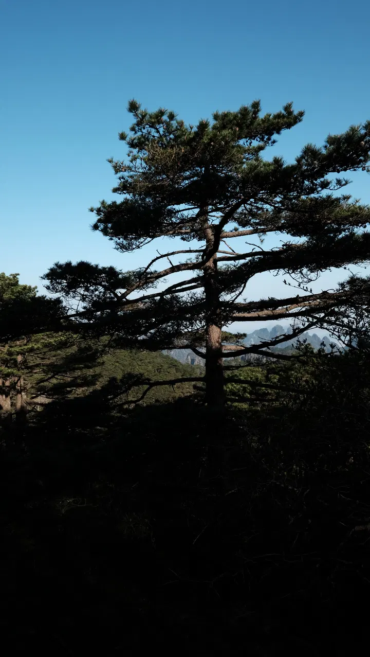 20260419-黄山 / DSCF1063.JPG
